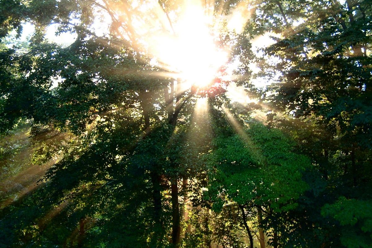 Sunlight in trees of green forest