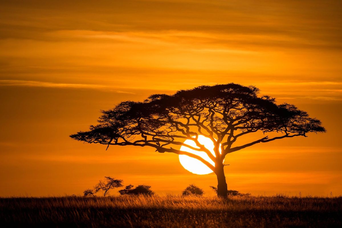 View of a beautiful sunset over the Forest