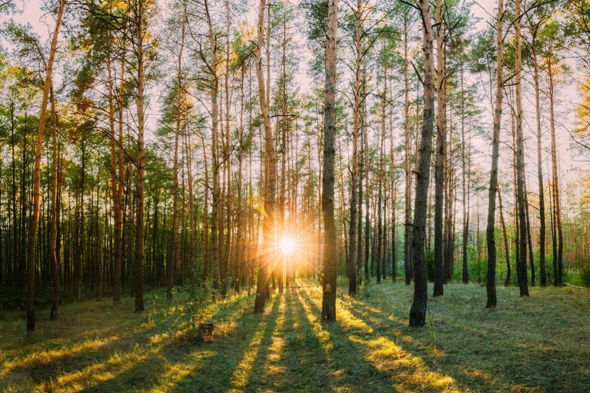 Sun Shining Through Forest Trees