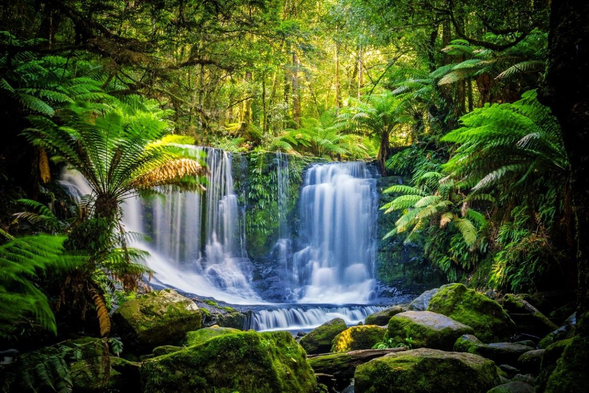 Rainforest waterfalls